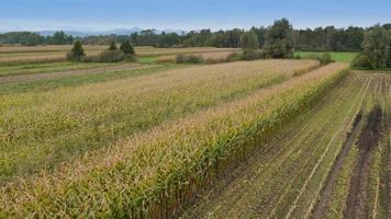 4k antenne: oogsten van maïs kuilvoer