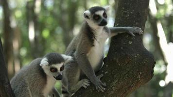 Two Ring-tailed Lemurs together on a tree video