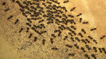 le termiti marciano lungo il suolo della foresta nella giungla