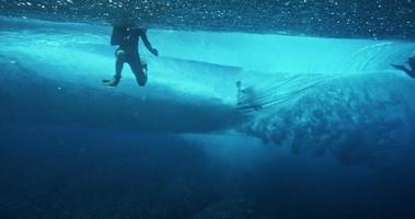 Unterwasseransicht des Surfens video