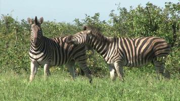 Gruppe von Burchell-Zebras video