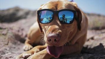 chien avec lunettes de soleil video