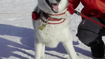 Wettbewerb im Schlittenhunderennen und Skijöring