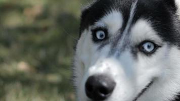 husky aux yeux bleus et à la langue saillante. le chien regarde autour de lui