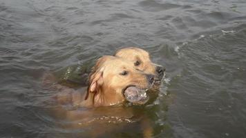 chien de natation video