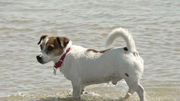 een schattige hond op weg naar een strand FS700 Odyssey 7q