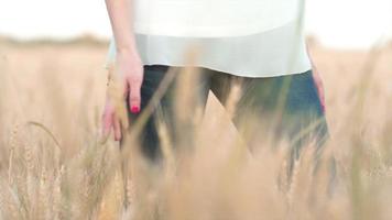 la main de la femme qui traverse le blé