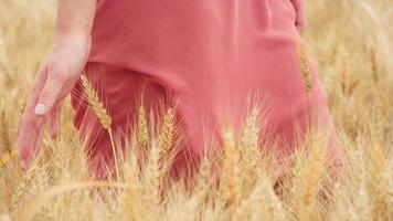 mano de mujer corriendo a través del trigo