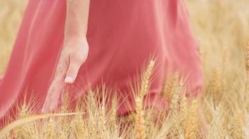 vrouw hand loopt door tarwe