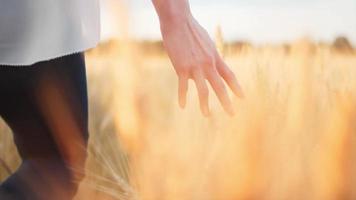 mano de mujer corriendo a través del trigo