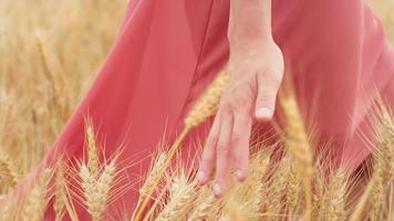 mão de mulher passando pelo trigo video