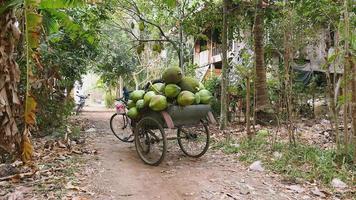 trailer de bicicleta carregado com cachos de cocos e frutos de macaco video