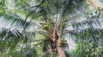 massa kokosnöt som säkert kommer ner från en palm