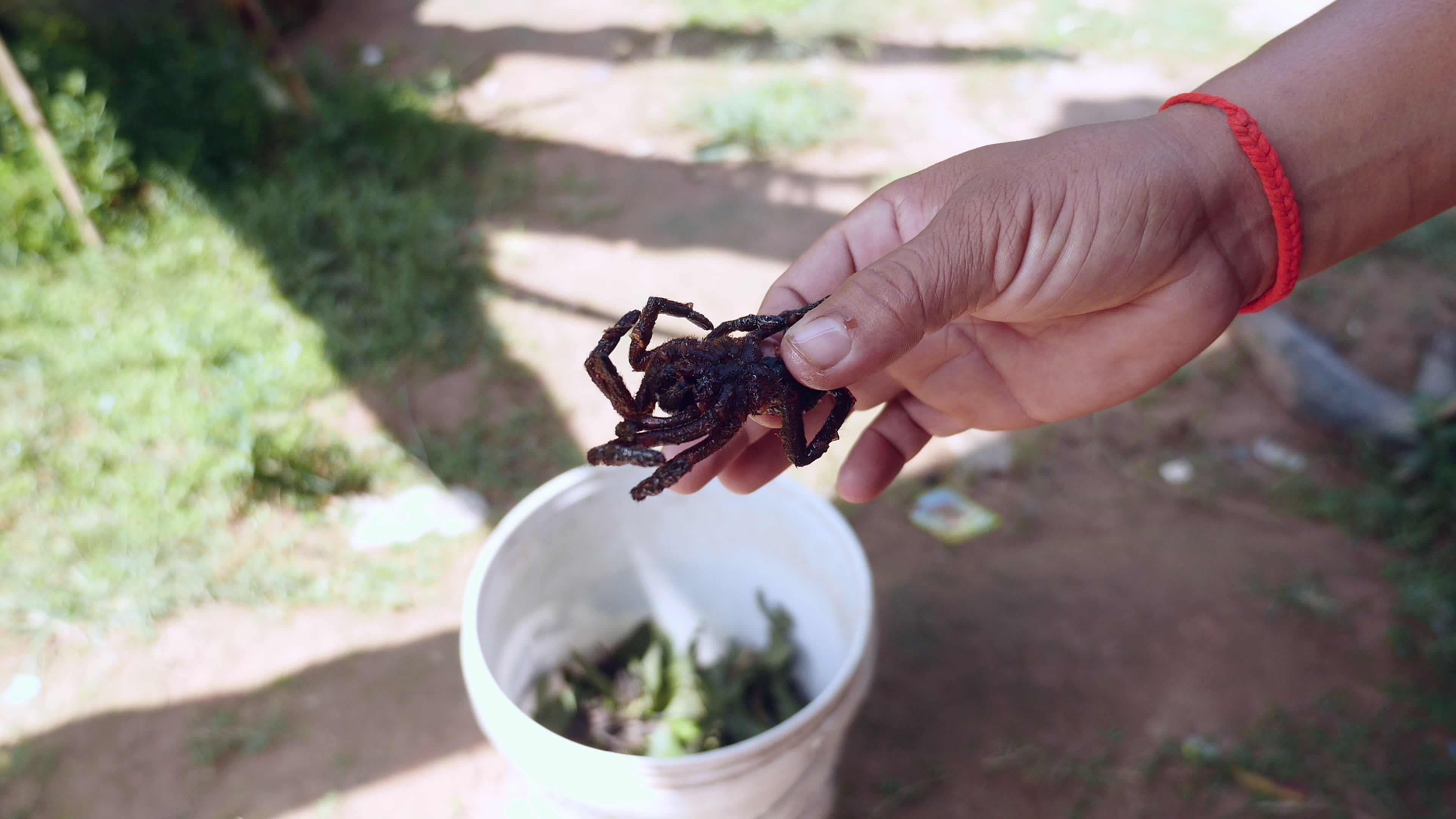 close up of deep fried tarantula 1287862 Stock Video at Vecteezy