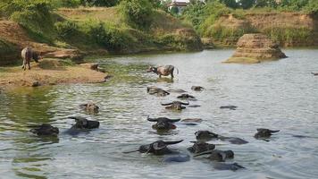 water buffaloes in water during bath time
