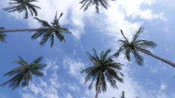 alberi di cocco - koh tao