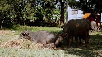 waterbuffels en kalveren grazen en liggen in een veld in de schaduw en zon