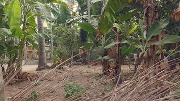 Kokosnussverkäufer zieht seinen mit Kokosnüssen beladenen Fahrradanhänger