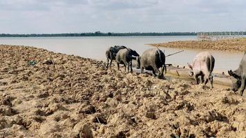 Búfalos de agua caminando en el agua fangosa del río video