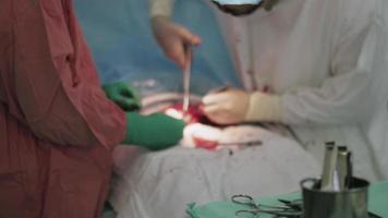 Los cirujanos cosen a la mujer del estómago con hilo y aguja. cesárea. parto