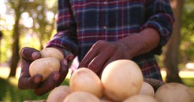 hälsosam näringsrik och ekologisk potatis