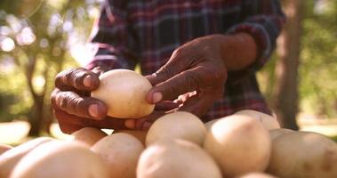 contadino che tiene il suo raccolto di patate fresche sane
