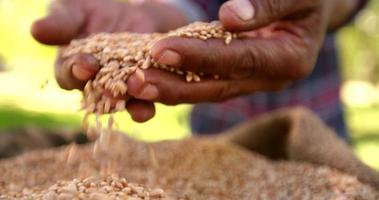 granjero con grano de trigo en la mano, cayendo a cámara lenta video