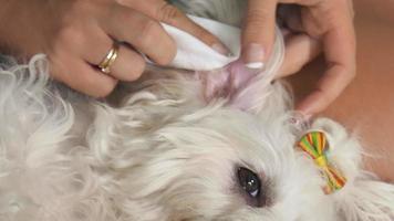 Mujer dueño de una mascota limpiando la oreja al pequeño perro blanco video