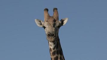 portret van mannelijke giraffe camera kijken, botswana