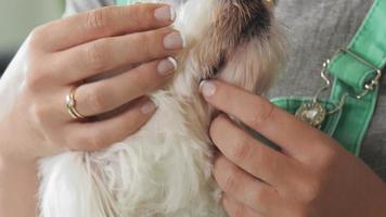 Girl Examining Teeth Dental Hygiene Of Pet Dog