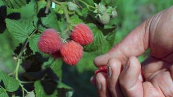 Pick up raspberry