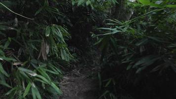 wandelen door de jungle video