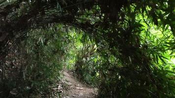 Walking through the jungle video
