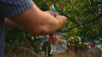 close-up op de handen van mensen die plastic zakken van appels aan een boom halen