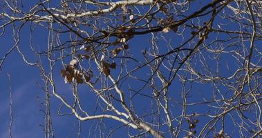 spain sunny day blue sky winter tree 4k video