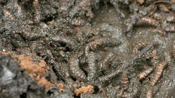 gusanos en suelo fértil. video