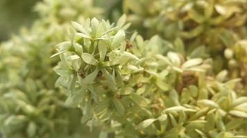 close up to Getonia floribunda flowers with wind video