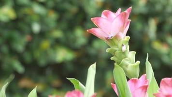 fiore del tulipano del siam che agita con il vento video