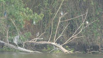 herons resting on the branch close to the reservoir video