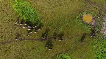 Gruppe von Büffeln, die auf Sumpf gehen