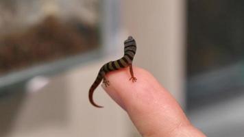 sphaerodactylus elegans gecko reptil närbild video