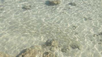 thailand summer light beach clean water fish koh phi phi island view 4k video