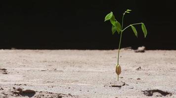 young seedling of tree in the sand with strong wind video