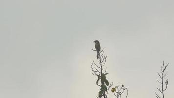 Brown shrike rest on the tree shoot and breaking the twig video