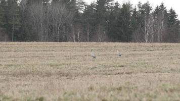 Couple of common cranes search for food video