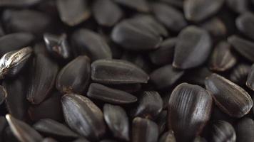 sementes de sementes de girassol close-up. video