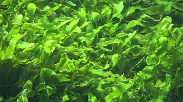 Seaweed And Sea Algae