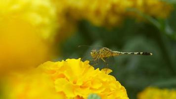dragonfly chewing on the marigold flower