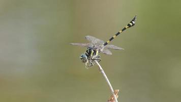 Common Flangetail dragonfly chewing other insects