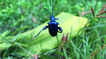 Escarabajo de hoja azul metálico sobre la hierba en la mañana